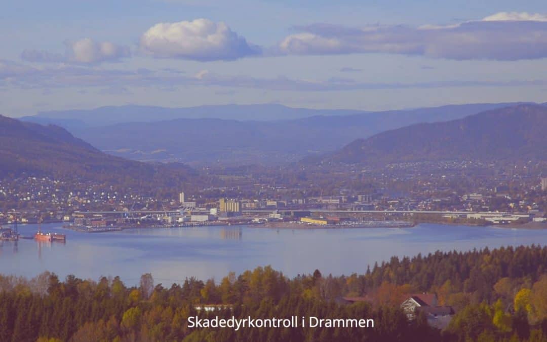 Skadedyr Drammen